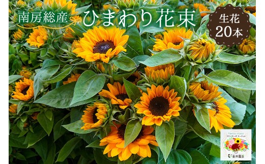 南房総産 生花 ひまわり 花束 20本