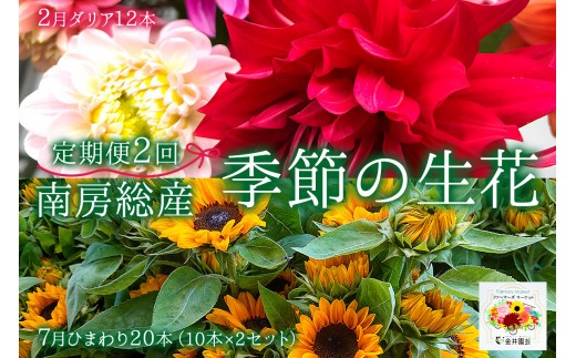 南房総産季節の生花2回定期便 2月:ダリア12本