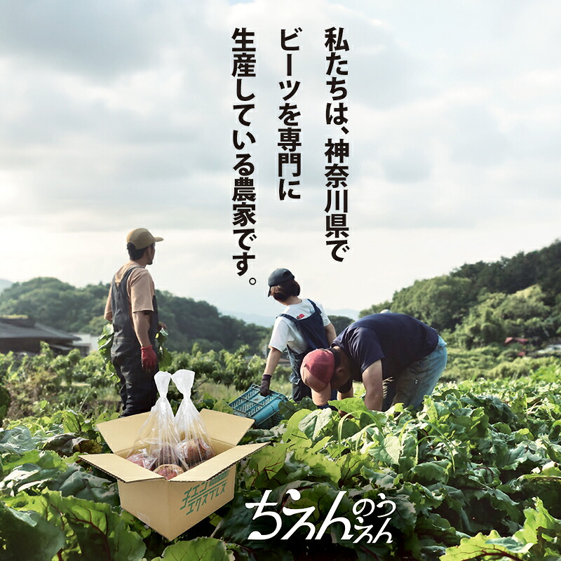 ビーツ 4kg 【最短翌日発送～3営業日以内発送】 新鮮 ビーツ 生 ビートルート 野菜 料理 スーパーフード 西洋野菜 やさい 農家直送 フレッシュ ボルシチ ポタージュ 神奈川県 平塚市 ちえん