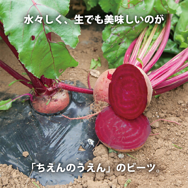ビーツ水煮  200g × 7袋 1.4kg 【最短翌日発送～3営業日以内発送】 新鮮 ビーツ ビートルート 水煮 野菜 食べ物 料理 スーパーフード 西洋野菜 やさい 神奈川県 平塚市 ちえん