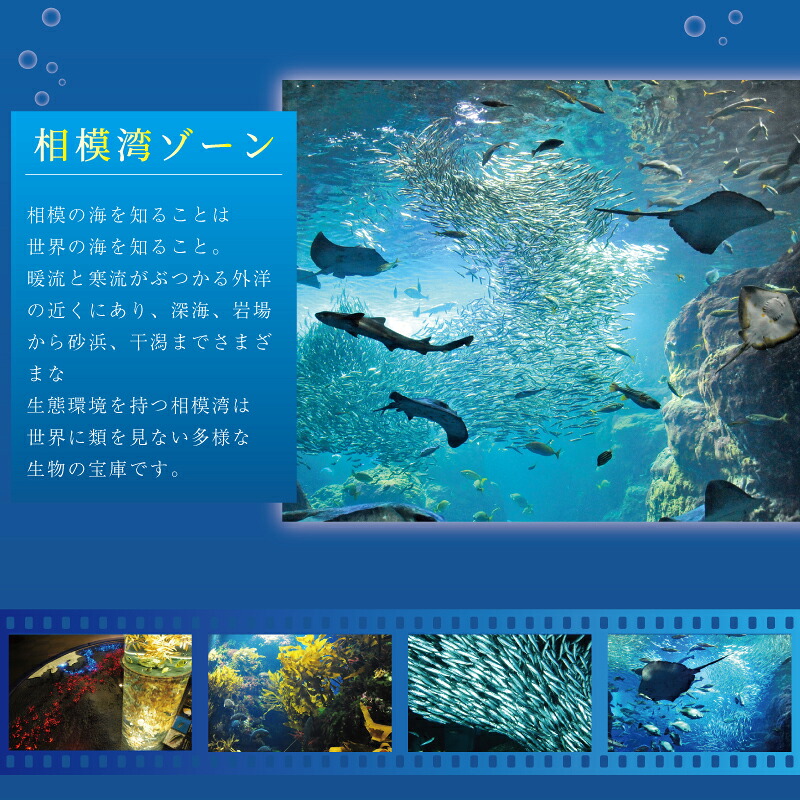 新江ノ島水族館 チケット 前売 入場券 大人1枚 有効期間 チケット 水族館 イルカショー 利用券 引換券 券 体験チケット 体験型 アクティビティ 入場券 前売り券 動物 家族 旅行 観光 トラベル