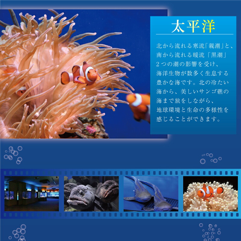 新江ノ島水族館 チケット 前売 入場券 大人1枚 有効期間 チケット 水族館 イルカショー 利用券 引換券 券 体験チケット 体験型 アクティビティ 入場券 前売り券 動物 家族 旅行 観光 トラベル