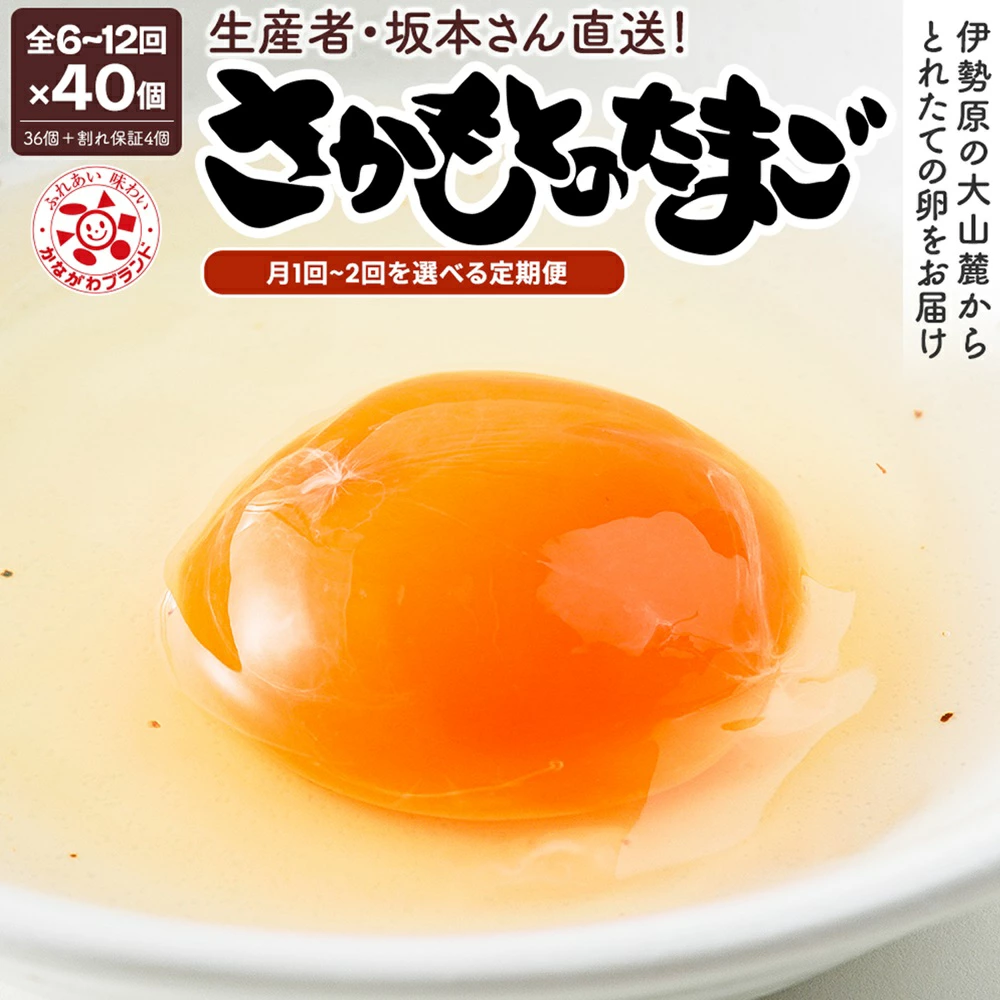 [定期便 選べる回数：6ヶ月・12ヶ月／月1回・月2回] さかもとのたまご [40個 (36個＋割れ保証4個) 合計240個or480個] [1130-1134]