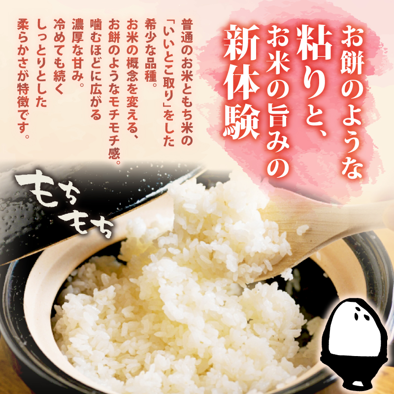 【令和8年産】 新潟県産 ミルキークイーン 5kg 10kg 単品 定期便 特別栽培米  ミルキー 新発田産 新潟 米 お米 アグリ中俵 白米 こめ コメ ご飯 美味しい 国産 新潟県 新発田市 nakatawaraMK005P