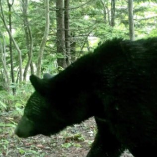 【返礼品なし】  新発田市民の安心安全を守るために ～人とクマとの棲み分けに向けたご支援を～ furusatotax001BP