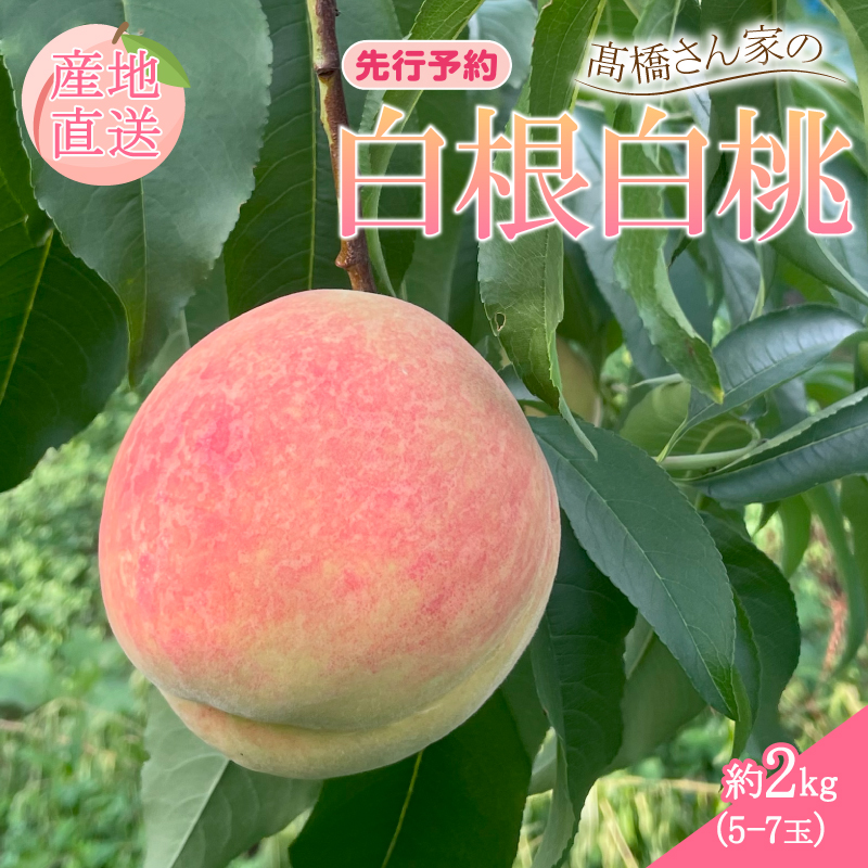 【 先行予約 】 2027年発送 白桃 約2kg（5〜7玉） 果物 もも モモ 白桃 桃 ピーチ 夏 ギフト 贈答 旬 甘い フルーツ 白根白桃 高橋農園  新潟県 新発田市 takahashi002