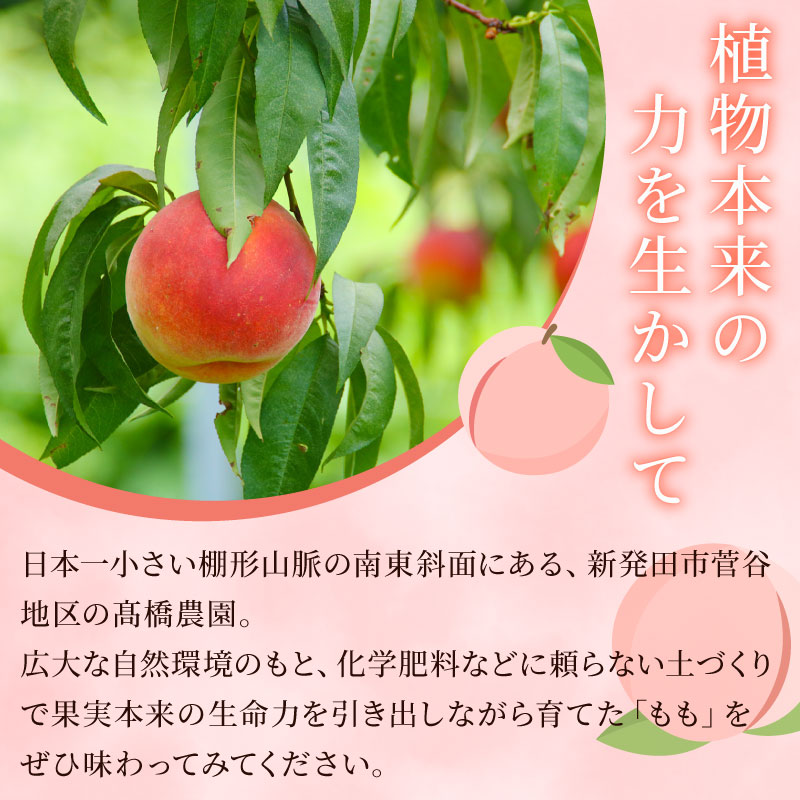 【 先行予約 】 2027年発送 白桃 約2kg（5〜7玉） 果物 もも モモ 白桃 桃 ピーチ 夏 ギフト 贈答 旬 甘い フルーツ 白根白桃 高橋農園  新潟県 新発田市 takahashi002