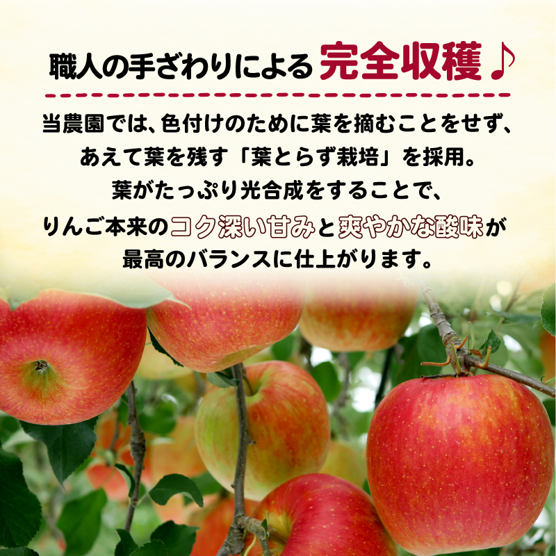 りんご 品種おまかせ 5~6個 約2kg りんご シナノゴールド シナノスイート 林檎 果物 リンゴ 品種 おまかせ アップル 秋 旬 ギフト 贈答 旬 甘い フルーツ くだもの 高橋農園 新潟県 新発田市 takahashi008
