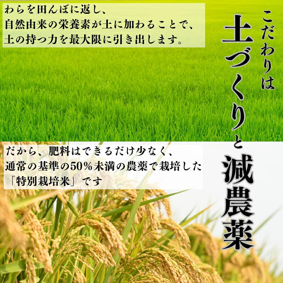 令和8年産 新米 新潟県 こしひかり 精米・玄米・無洗米 5kg 特別栽培米 減農薬