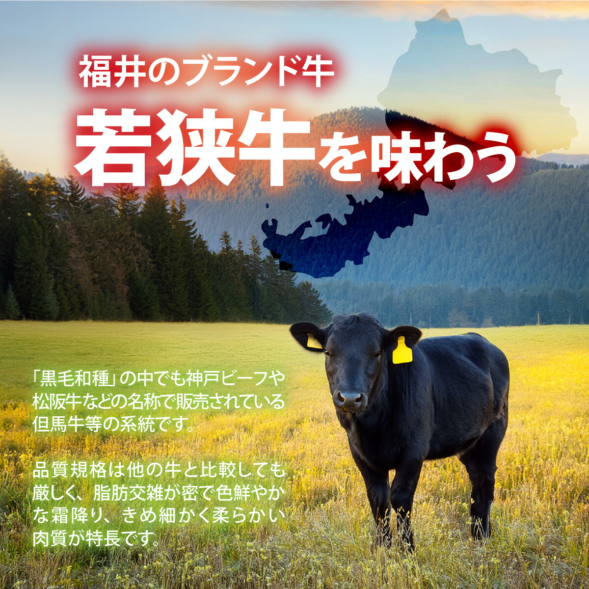 福井県内産若狭牛＜フライパンサイズ＞肩ロース 450g | 牛肉 和牛 若狭牛 ブランド牛 国産牛 肩ロース ステーキ 焼肉 すき焼き しゃぶしゃぶ フライパンサイズ 簡単調理 高級牛肉 家庭用