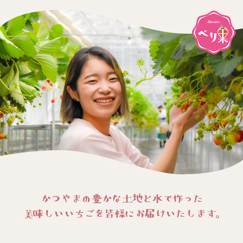 自家製カップいちごアイス 12個 | アイス アイスクリーム カップアイス いちごアイス ストロベリーアイス 自家製アイス 牧場アイス ミルクアイス ジャージー牛乳 ジャージー乳 濃厚アイス 苺