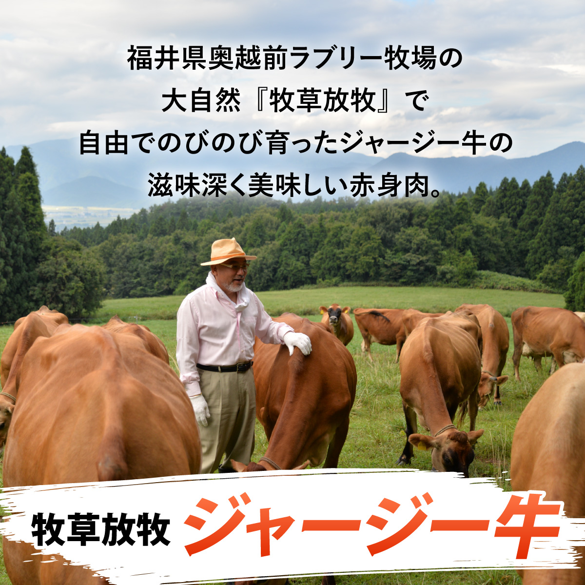 若狭牛＆放牧ジャージー牛 本格こだわりビーフカレー 5パック（200g/1パック） 計1kg ビーフカレー レトルトカレー 若狭牛 ジャージー牛 ブランド牛 牛肉 本格カレー 高級レトルト 福井県