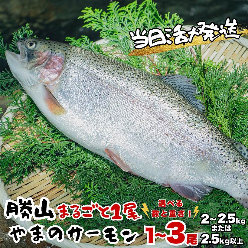 勝山 やまのサーモン まるごと1尾 サー門