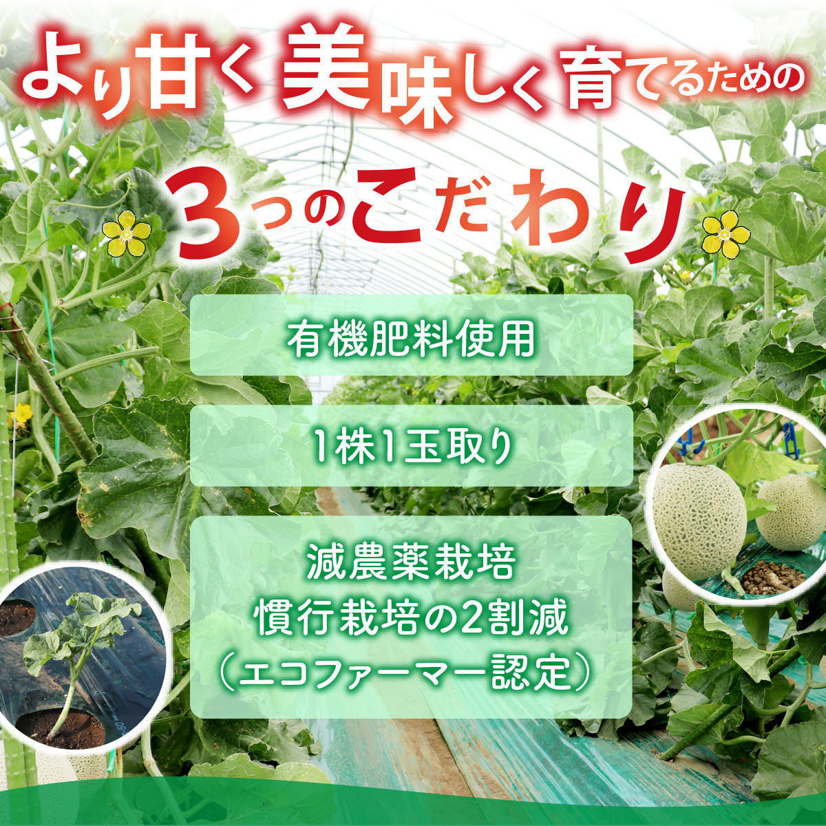 【ふるさと納税】【令和9年産　先行予約・数量限定】 福井県勝山産　若猪野アールスメロン 食べ比べ（赤肉・青肉 各1玉 計2玉・1.6kg以上） ※2027年7月下旬より順次発送 [A-011019]