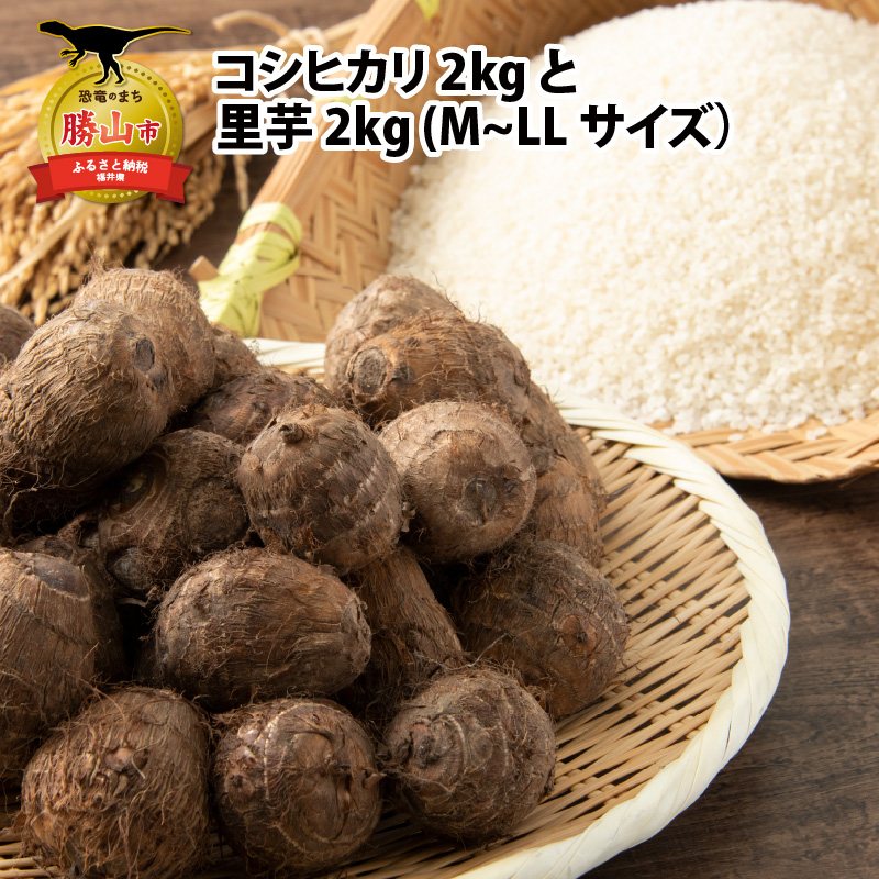 【ふるさと納税】【令和８年産】コシヒカリ2kg・里芋2kg (M～LLサイズ) [A-020019]