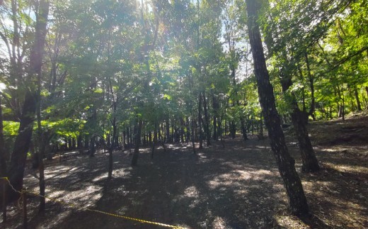 宿泊プラン 林間フリーサイト 薪付 1泊2日 山梨県 キャンプ キャンプ場 利用券 宿泊券 アウトドア 身延町