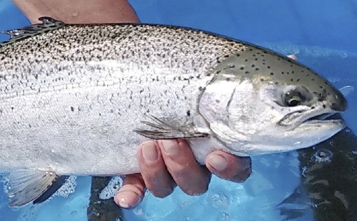 「 富士の介 」 丸ごと 一本セット ( 約2kg ~ 約2.5kgサイズ ) 魚 魚介類 魚介 海鮮 おつまみ おかず 惣菜 ご飯のお供 晩酌 冷凍 養殖 刺し身 あら ハラス 甘塩仕立て セット