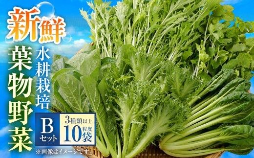 水耕 栽培 新鮮 葉物 野菜 Bセット GreensFarm