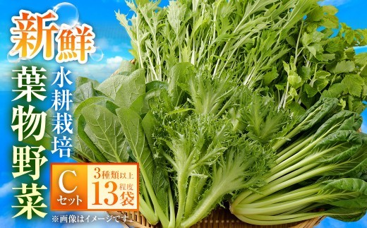水耕 栽培 新鮮 葉物 野菜 Cセット GreensFarm