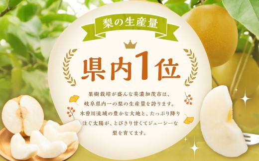 《先行予約》｢丸坂山田農園｣ 山之上梨 新高 1箱 （ 約3.5kg ／ 3～6玉 ） 【2026年9月下旬～10月上旬 発送予定】 │ 梨 ナシ なし くだもの 果物 果実 フルーツ 冷蔵 岐阜県産