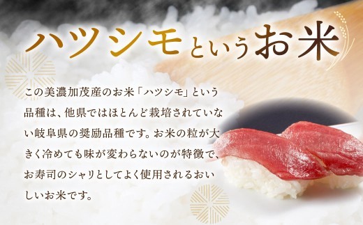 【先行予約】令和8年産 お米マイスターが提供 冷めても美味しい 美濃加茂産 ハツシモ （ 10kg ） 春見ライス 米 お米 コメ こめ 白米 精白米 白飯 ご飯 ライス おにぎり お弁当 料理 和食