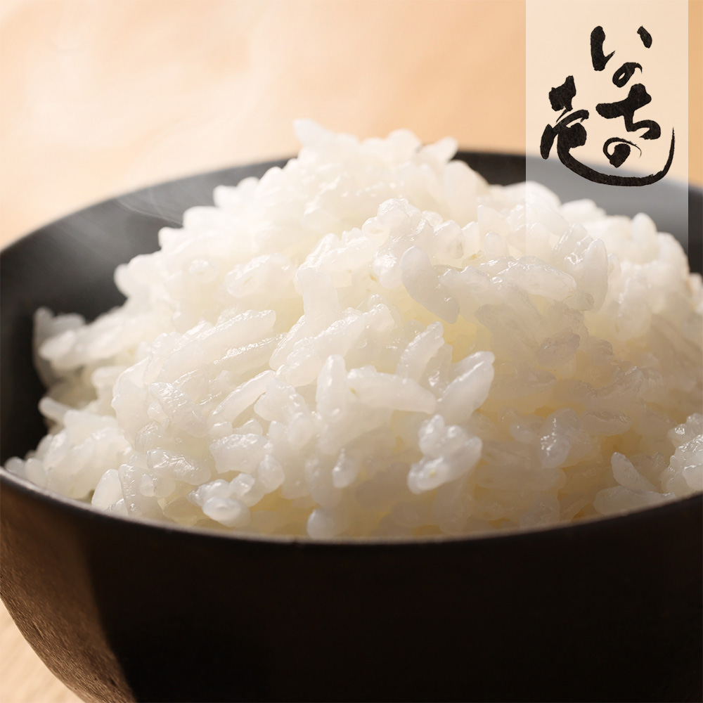 新米予約受付【2026年産米】選べる【単品/定期便】こしひかり 5kg/10kg