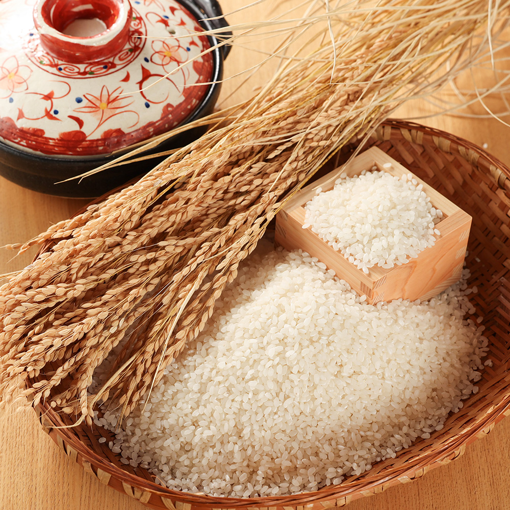 新米予約受付【2026年産米】選べる【単品/定期便】こしひかり 5kg/10kg