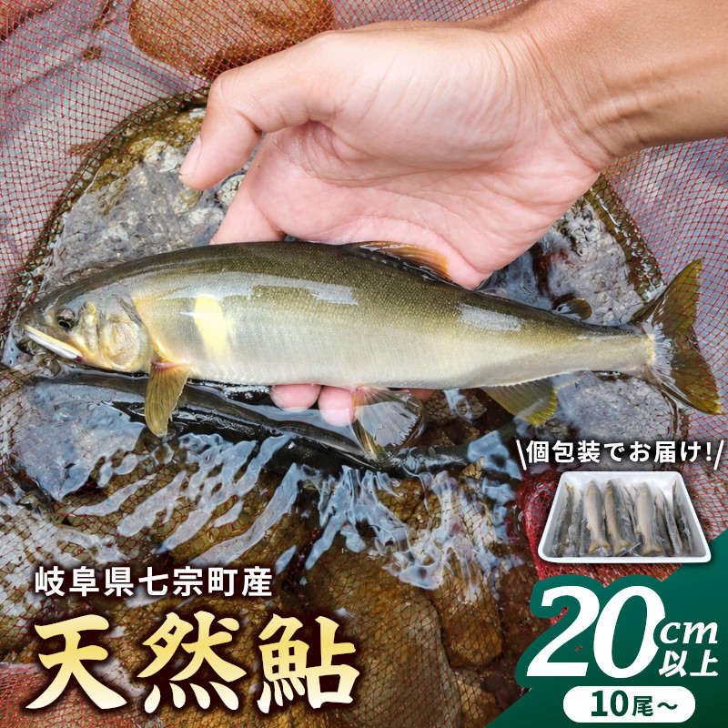 岐阜県産 天然鮎 10尾以上 (20cm以上) 七宗町産 冷凍 鮎 あゆ アユ 直送 天然 魚 川魚