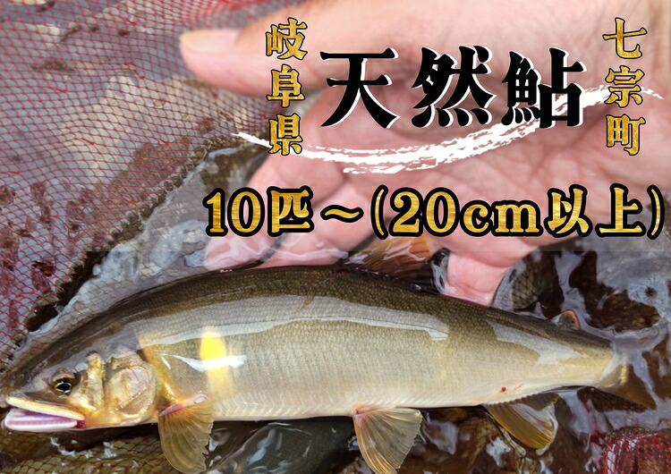 岐阜県産 天然鮎 10尾以上 (20cm以上) 七宗町産 冷凍 鮎 あゆ アユ 直送 天然 魚 川魚
