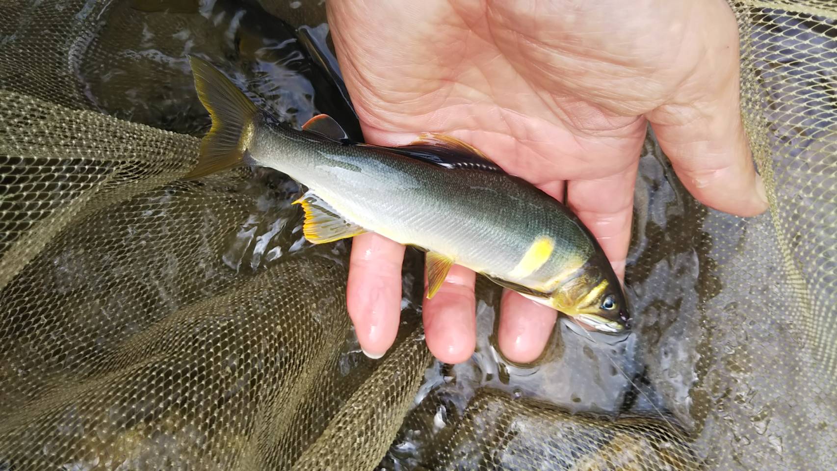 岐阜県産 天然鮎 10尾以上 (20cm以上) 七宗町産 冷凍 鮎 あゆ アユ 直送 天然 魚 川魚