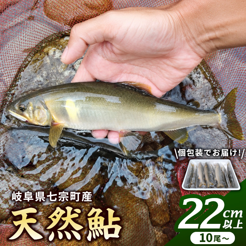 岐阜県産 天然鮎 10尾以上 (22cm以上) 七宗町産 冷凍 鮎 あゆ アユ 直送 天然 魚 川魚