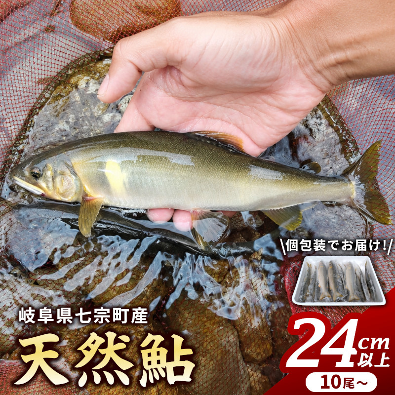 岐阜県産 天然鮎 10尾以上 (24cm以上) 七宗町産 冷凍 鮎 あゆ アユ 直送 天然 魚 川魚