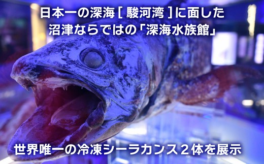 沼津港深海水族館 ペア チケット 大人2名 水族館 沼津港 シーラカンス ミュージアム 体験 プレゼント 贈答 ギフト 観光 旅行 静岡県 沼津