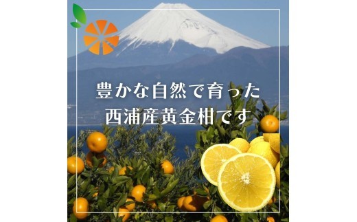 訳あり みかん 黄金柑 3kg 木負観光みかん園 ミカン ゴールデンオレンジ オレンジ 蜜柑 柑橘 フルーツ 旬 果物 国産 産地直送 季節限定 西浦 沼津市 静岡県
