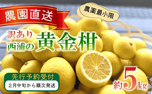 訳あり みかん 黄金柑 5kg 木負観光みかん園 ミカン ゴールデンオレンジ オレンジ 蜜柑 柑橘 フルーツ 旬 果物 国産 産地直送 季節限定 西浦 沼津市 静岡県