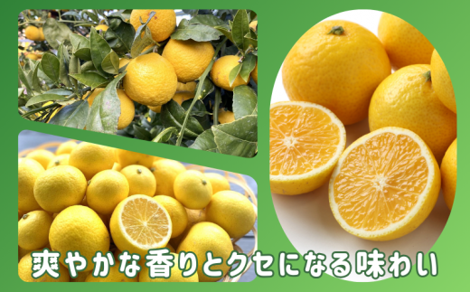 訳あり みかん 黄金柑 5kg 木負観光みかん園 ミカン ゴールデンオレンジ オレンジ 蜜柑 柑橘 フルーツ 旬 果物 国産 産地直送 季節限定 西浦 沼津市 静岡県