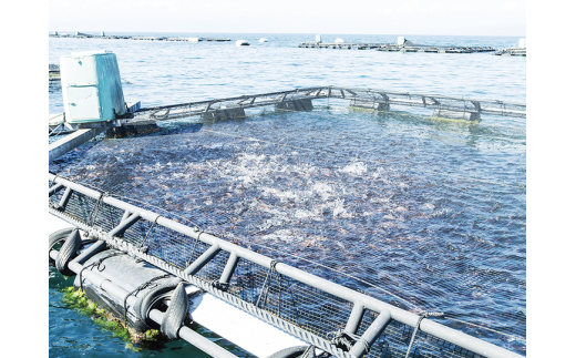 真鯛 タイ お刺身 計 390g 皮引き 柵 フィレ 半身 トロのような脂ノリ 130g 3パック 沼津 養殖 鯛