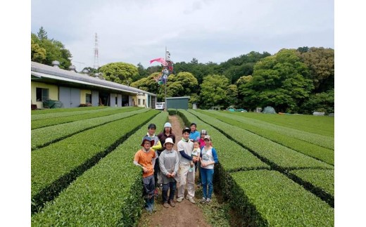 お茶好きに大人気！粉末茶セット(緑茶・ほうじ茶・玄米茶　50g×各2袋)　湯呑３００杯分