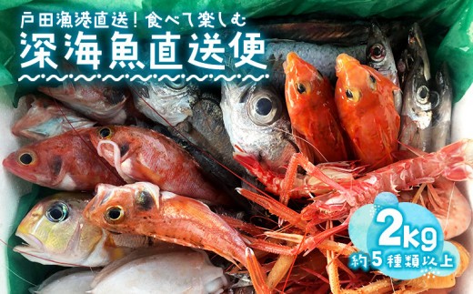 見て食べて楽しむ 深海魚直送便 約2kg 2~3人前 セット 深海魚の宝庫 沼津 戸田 からお届け！