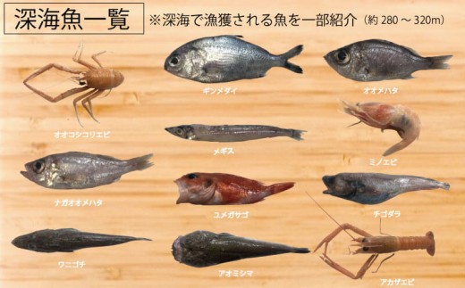 見て食べて楽しむ 深海魚直送便 約2kg 2~3人前 セット 深海魚の宝庫 沼津 戸田 からお届け！
