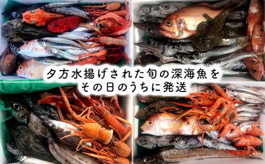 見て食べて楽しむ 深海魚直送便 約2kg 2~3人前 セット 深海魚の宝庫 沼津 戸田 からお届け！