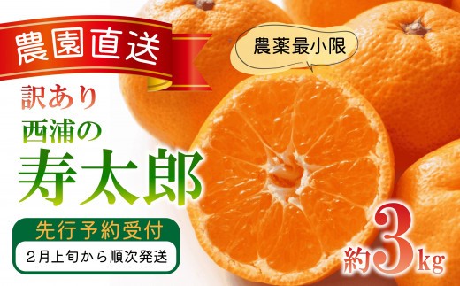 訳あり みかん 寿太郎 3kg 木負観光みかん園 ミカン オレンジ 蜜柑 柑橘 フルーツ 旬 果物 国産 産地直送 季節限定 西浦 沼津市 静岡県