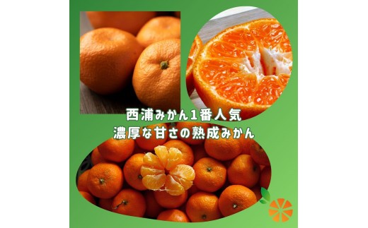 訳あり みかん 寿太郎 3kg 木負観光みかん園 ミカン オレンジ 蜜柑 柑橘 フルーツ 旬 果物 国産 産地直送 季節限定 西浦 沼津市 静岡県