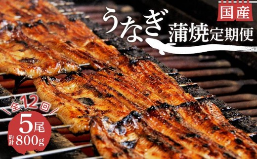 【 12ヵ月定期便 】 うなぎ 鰻 蒲焼 国産 5尾 800g 真空 小分け 丑の日 冷蔵 沼津 うなよし 静岡県