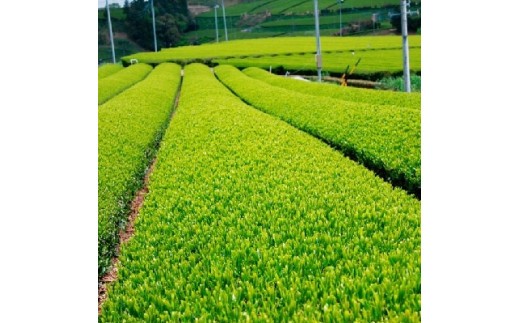 『沼津ブランド認定茶 熟うま』 100g袋入り×4袋 詰め合わせ 静岡 沼津 お茶