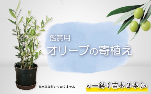 オリーブ 苗木 寄植え オリーブの木 一鉢 苗木3本 植物 鉢植え インテリア 静岡 沼津 母の日 父の日