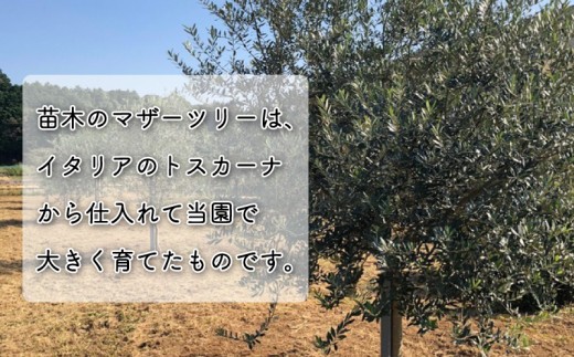 オリーブ 苗木 寄植え オリーブの木 一鉢 苗木3本 植物 鉢植え インテリア 静岡 沼津 母の日 父の日