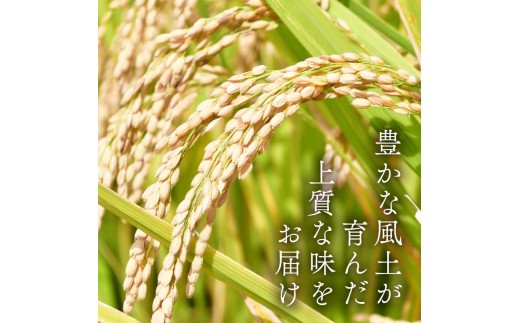 【令和7年産米】 するがの極 5kg 特A 米 こめ お米 白米 精米 JA ブランド米 きぬむすめ 沼津 静岡 静岡県産