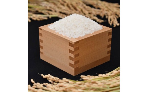 【令和7年産米】 するがの極 5kg 特A 米 こめ お米 白米 精米 JA ブランド米 きぬむすめ 沼津 静岡 静岡県産