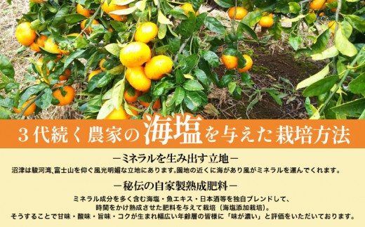 海塩を与えて栽培した由良みかん 予約受付 10月上旬 順次発送 訳あり みかん 由良 計 4kg 傷み補償分 200g 含む 蜜柑 柑橘 オレンジ 果物 フルーツ 沼津市 静岡県